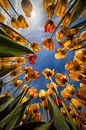 Tulpen van onderaf van Marjolijn van den Berg thumbnail