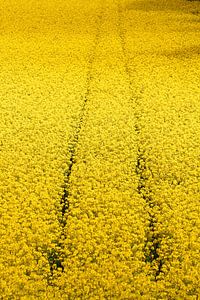 Ein Traum in Gelb - Rapsblüte (7-27592)