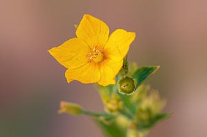 Gele bloemen bloeien