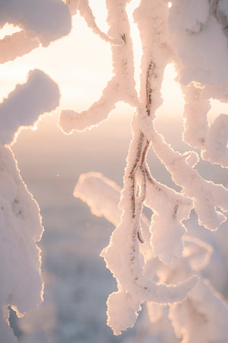 Close-up of branch with snow and sunset | travel photography print | Lapland Finland
