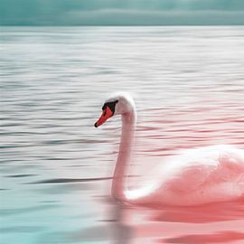 cygnus von fantasina