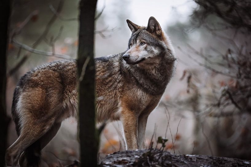 De Europese Wolf van Design Wall Arts