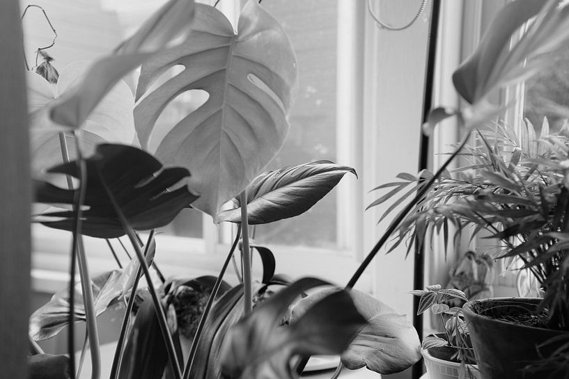 Monstera by Hello Pompoyo