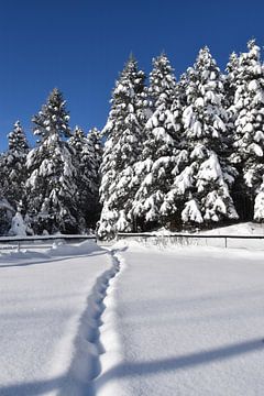 Footprints in the snow by Claude Laprise