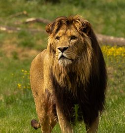 Löwe auf der Suche. von Wouter Van der Zwan