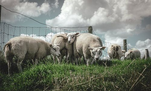 Speelse schapen van Jadey Smit