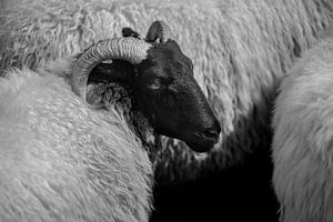 Moutons