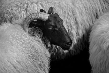 Schaap van Bo Scheeringa Photography