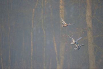 Lutte pour la dame... Canards colverts *Anas platyrhynchos* à un sur wunderbare Erde