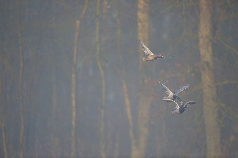 Scramble for the lady... Mallard ducks *Anas platyrhynchos* at a by wunderbare Erde