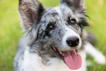 Bordercollie