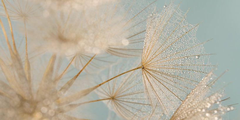 Panorama of calm: Morning star (Tragopogon) fluff with droplets by Marjolijn van den Berg