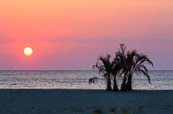 Palmbomen op het strand van de Middellandse Zee bij zonsondergang van Frank Herrmann thumbnail