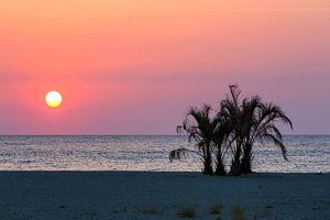 Palmen am Strand des Mittelmeers im Sonnenuntergang
