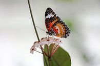 Kleurrijke vlinder von STEVEN VAN DER GEEST Miniaturansicht