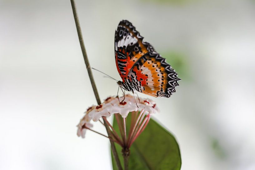 Kleurrijke vlinder van STEVEN VAN DER GEEST