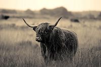 Schotse Hooglander 15