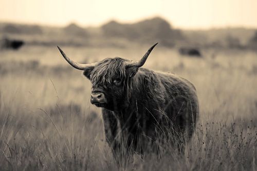 Schottischer Highlander 15