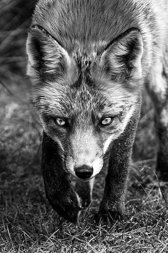 Vos in de Amsterdamse Waterleidingduinen