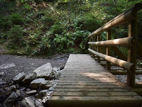 Quiet escape into the green woods