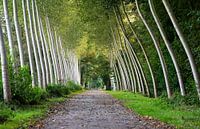 Birch trees in Imde