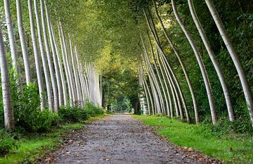 Birch trees in Imde by Werner Lerooy