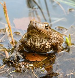 Queen of the lake van Leonie Peeters