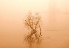 Busch im Hochwasser in Sepia