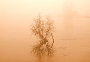 Busch im Hochwasser in Sepia