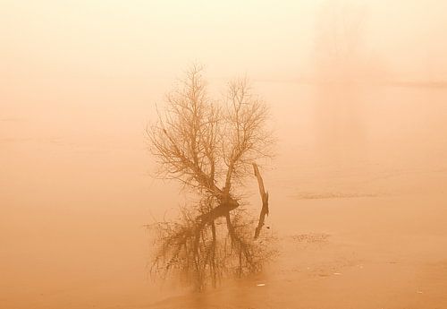 Busch im Hochwasser in Sepia