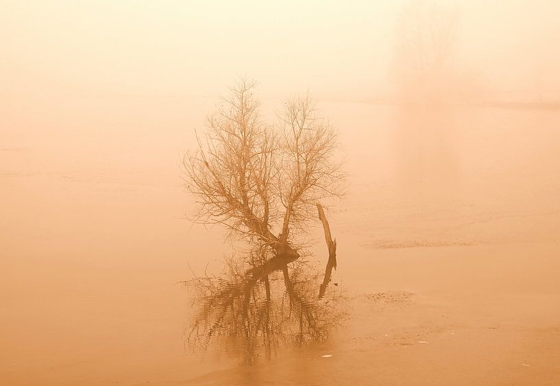 Bush in high water in sepia by Jose Lok