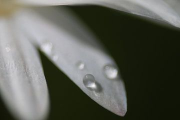 Gänseblümchen mit Tautropfen (1 von 2) von Jeroen Gutte