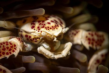 Porcelein krab, Mabul Island, Maleisie van Travel Tips and Stories