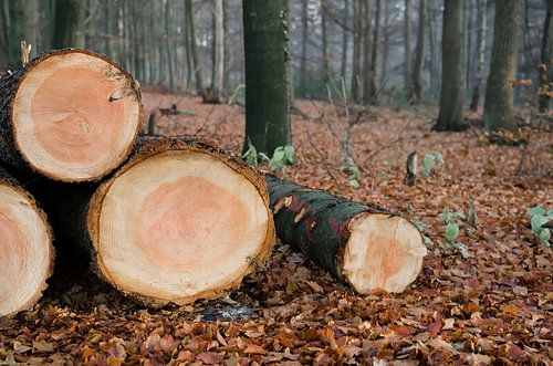 Herfst in de Kaapse Bossen, Doorn