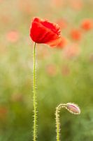 Poppies