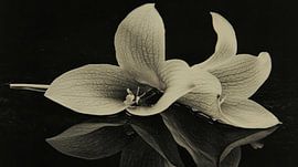 Stilleben mit Narzissen