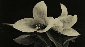 Nature morte aux jonquilles