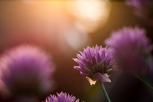 Flowering Chives