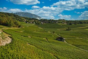 Vignobles en Savoie sur Tanja Voigt