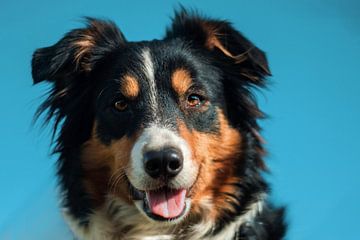 Bordercollie sur .  cathenco