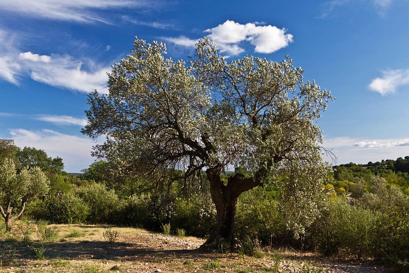 Olive tree in the South of France by Anja B. Schäfer