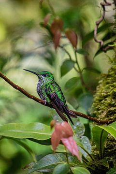 Kolibri in Costa Rica von Bianca Kramer