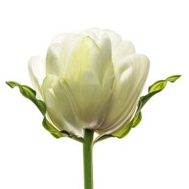 Tulipa10 von Henk Leijen