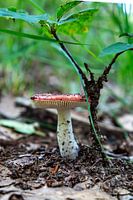 Mushroom