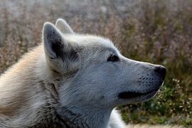 DOGS 2 by Miroslav Ptacek