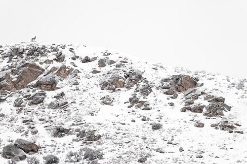 Einsam im Schnee - Ruhe und Kraft