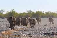 Olifantenkudde in het Etosha National Park van GoWildGoNaturepictures thumbnail