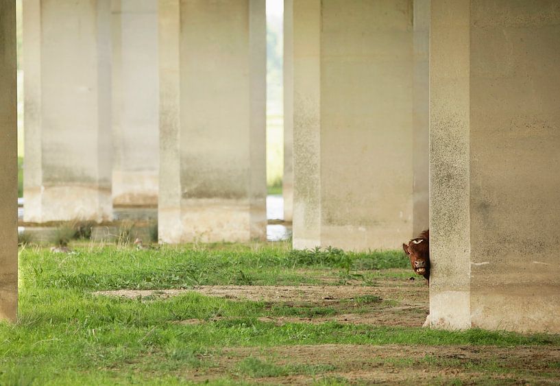 Peekaboo cow by Frank Smedts