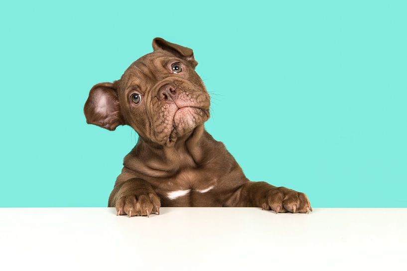 Engelse bulldog pup van Elles Rijsdijk