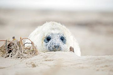 Kegelrobbenbaby - Halichoerus grypus - am Strand von Eye on You